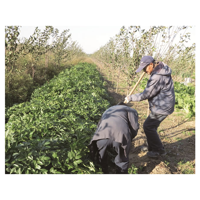 华仁种植基地